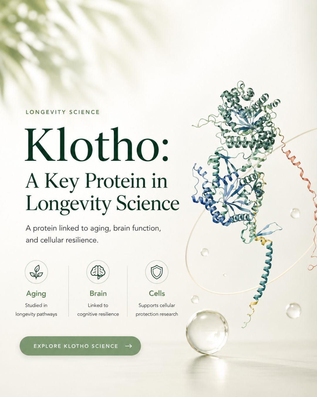 Klotho and healthy aging illustration
